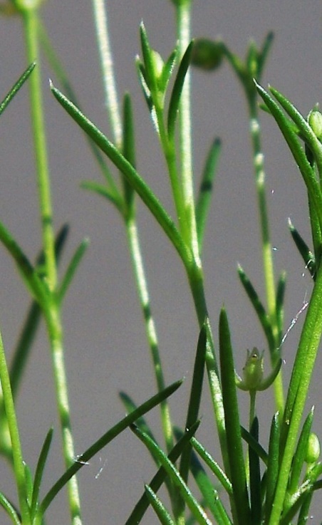 Feuilles linéaires, glabres ou bordées de cils à leur base, mucronées.