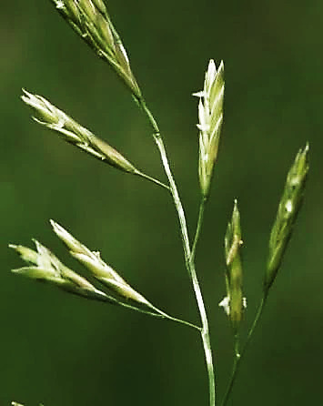 Glumelles sans arête ou celle-ci très courte (< 0,9 mm).