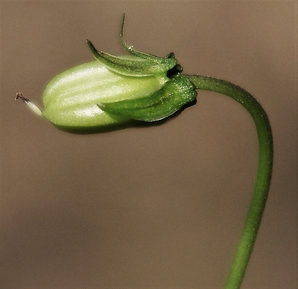 Fruit : capsule, glabre, allongée, à 3 côtés. Appendices prolongeant les sépales longs de 1 - 3 mm.