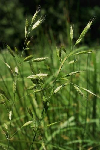 Brome variable