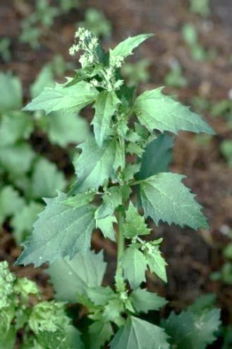 Chénopode des murs