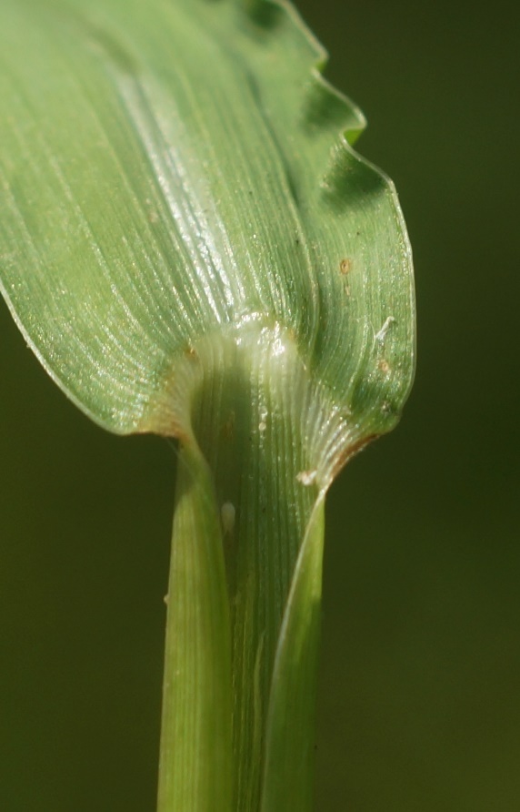 Ligule tronquée, très courte (1 - 2 mm).