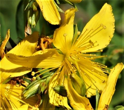 Fleur jaune vif. Pétales à marges dissymétriques, crénelées avec des glandes noires d'un côté, droites de l'autre.