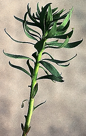 Feuilles linéaires-aiguës, un peu glauques.