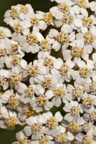 Capitules petits (Ø 5 mm), à 5 fleurs périphériques ligulées blanches et à fleurs centrales tubulées blanc jaunâtre.