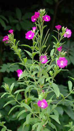 Inflorescence : grappe, feuillée.