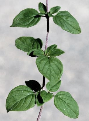 Feuilles velues, ovales, entières ou légèrement dentées.