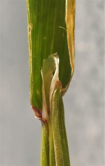 Ligule ovale allongée, membraneuse, longue de 2 - 5 mm.