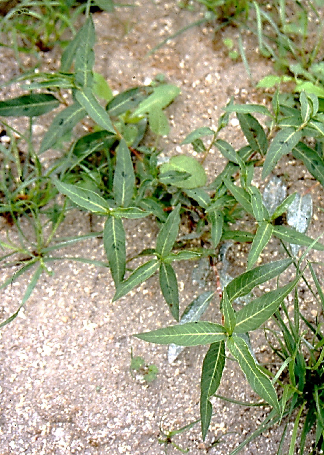 Plante velue. Feuilles ovales-lancéolées, un peu cordées à la base.