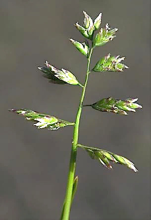 Inflorescence : panicule, verdâtre violacée, diffuse, à rameaux étalés ou réfléchis.