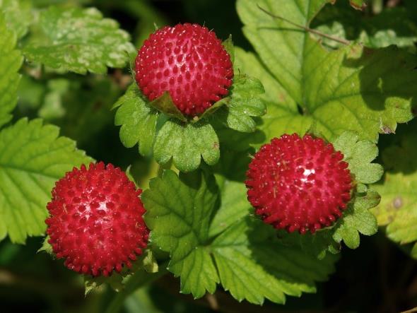 Réceptacle devenant charnu (faux-fruit), globuleux, rouge vif, portant de nombreux akènes saillants.