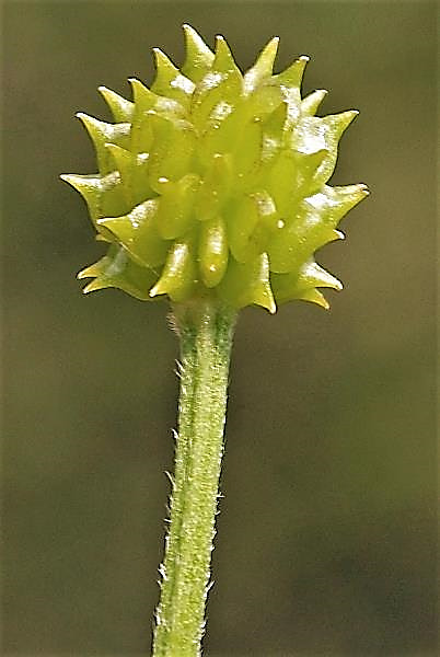 Tête fructifère globuleuse formée de nombreux akènes, aplatis, avec un bec droit ou un peu courbé.