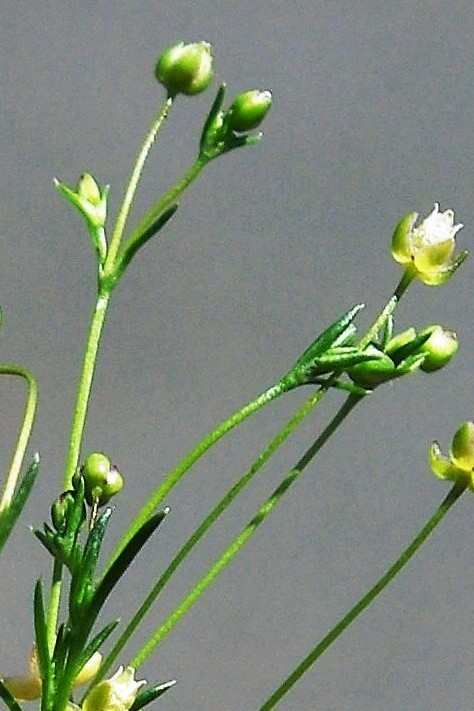 Inflorescence: cyme bipare.