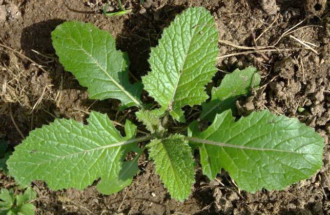 Feuilles découpées en lobes plus ou moins dentés.