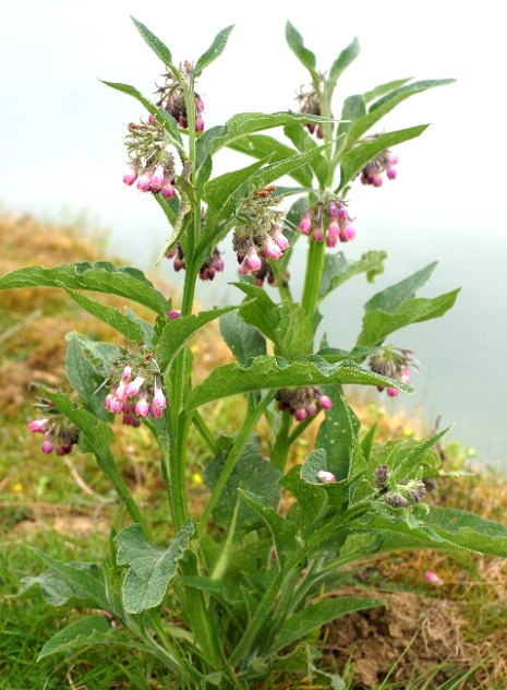 Consoude officinale