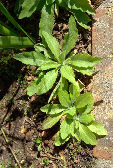 Feuilles basales ovales-lancéolées, en rosette, généralement disparues à la floraison.