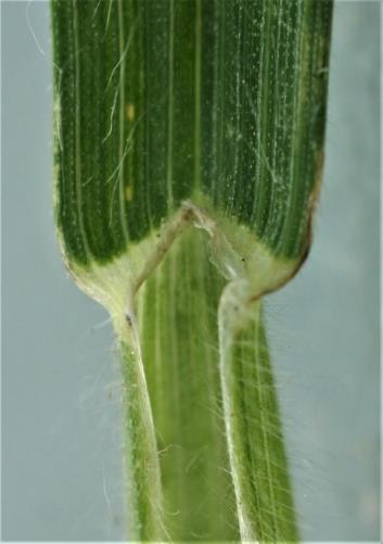 Ligule membraneuse, courte (1 - 2 mm), finement dentée.