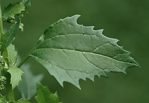 Feuille un peu épaisse, triangulaire-losangique, à fortes dents irrégulières dirigées vers l'avant.