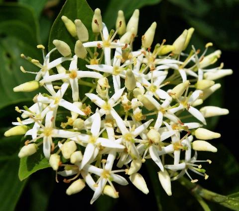 Inflorescence : corymbe, terminal, formé de fleurs blanc-crème.