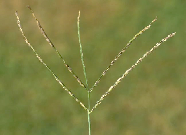 Inflorescence : 4 - 10 grappes en forme d'épis longs de 6 - 12 cm et ne partant pas du même point.