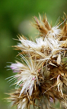 Fruits: akènes à aigrette blanche.