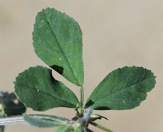 Feuille à 3 folioles ovales, velues sur les 2 faces, denticulées dans leur moitié supérieure.