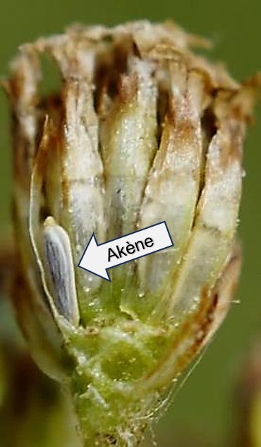 Fruit : akène, oblong, aplati, sans aigrette.