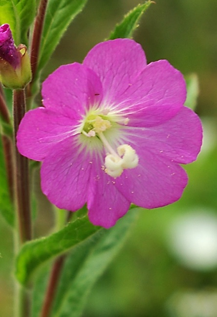 Fleur grande (Ø 1,5 - 2 cm), rose pourpre, à 4 pétales légèrement échancrés. Style à 4 stigmates étalés en croix.