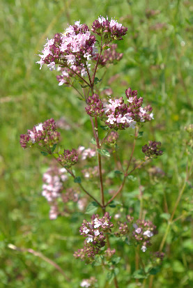 Inflorescence : corymbes, denses, axillaires et terminaux.