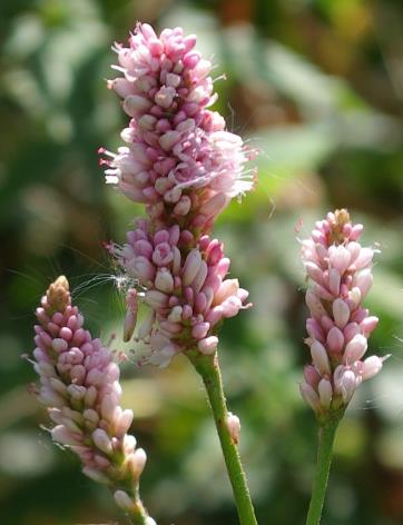 Inflorescence : épi, terminal, serré. Fleurs à tépales roses.