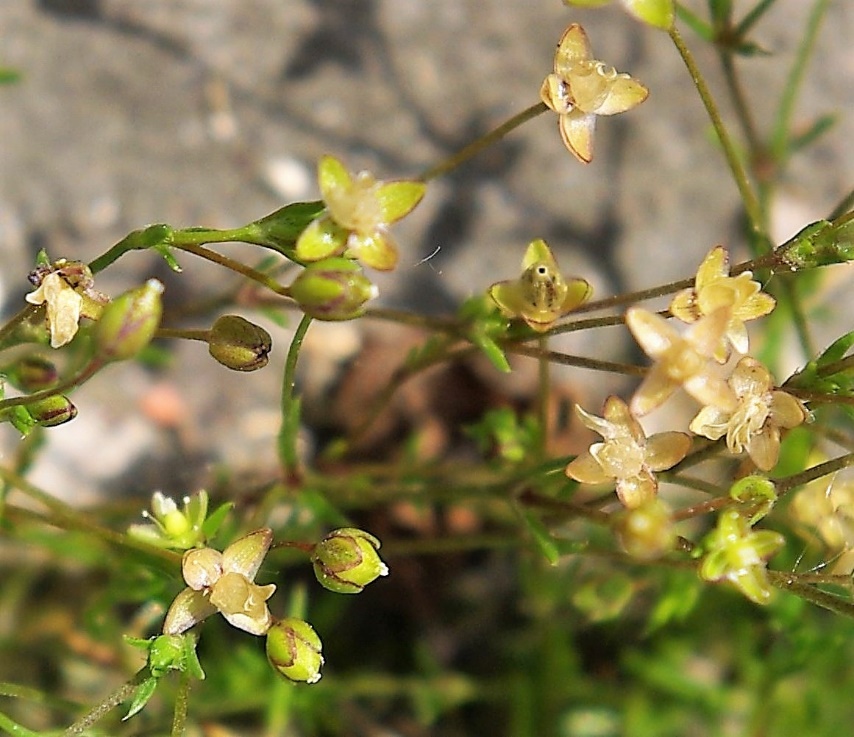 Fleurs à 4 sépales libres. Pétales très réduits, voire absents (d'où le nom d'espèce).