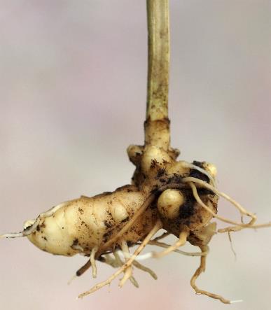 Rhizome enflé en tubercule noueux. Tige de section carrée, pleine, non ailée.