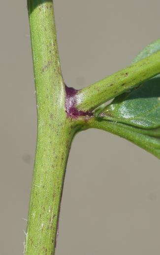 Rameaux tachés de pourpre à leur insertion sur la tige.