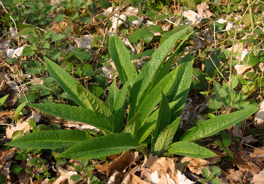 Feuilles basales lancéolées, épaisses, à sommet pointu.