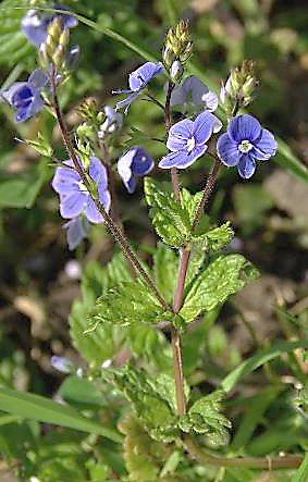 Inflorescence : grappes axillaires, souvent opposées, constituées de fleurs assez grandes et plus ou moins espacées.