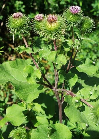 Inflorescence : corymbe lâche de gros capitules (30 - 45 mm) terminaux, à pédoncules longs de 4 - 6 cm.