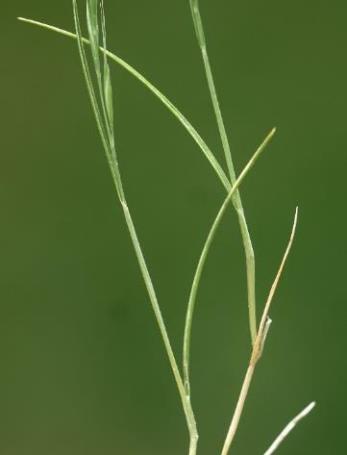 Feuilles enroulées et étroites (0,5 - 3 mm).