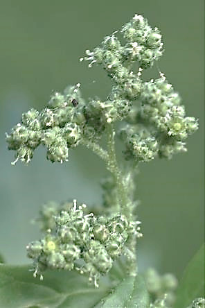 Inflorescence : cyme, diffuse de glomérules.