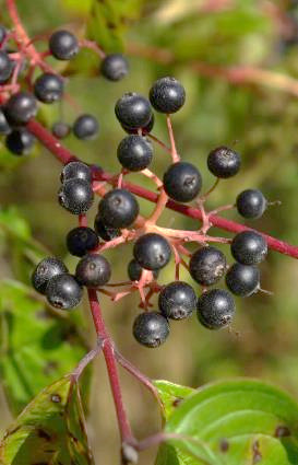 Fruits : baies, globuleuses, noires à maturité, sur des pédoncules rougeâtres.