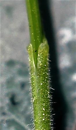 Gaine foliaire velue, soudée, simplement échancrée au sommet.