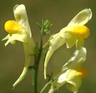 Fleurs grandes (longues de 30 mm), jaune pâle à gorge orangée. Corolles prolongées par un éperon courbé, représentant les deux tiers de la corolle.