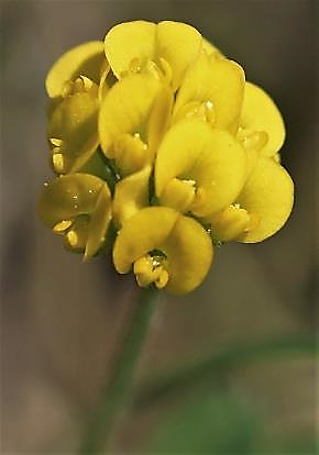 Inflorescence : grappe, axillaire, pédonculée, composée de 10 - 30 fleurs jaunes.