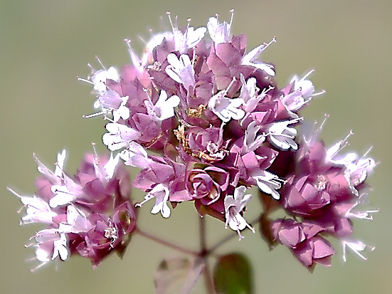 Bractées violacées. Corolles roses, petites (4 - 7 mm). Etamines saillantes.