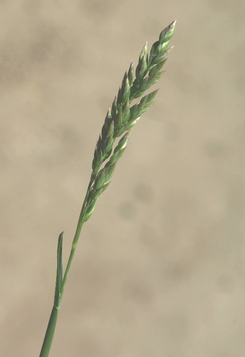 Inflorescence: panicule ovale, dense, contractée ou peu étalée, longue de 2 - 5 cm.