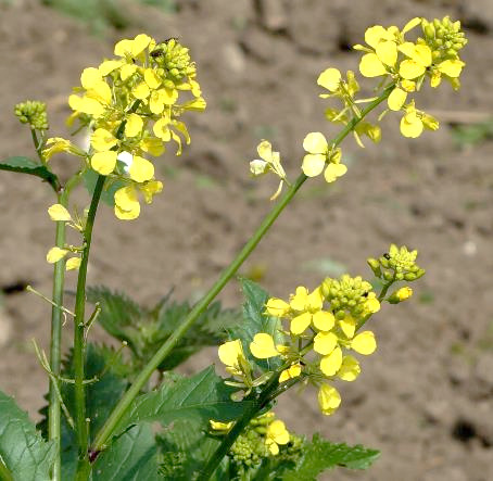 Inflorescence : grappe, allongée, formée de fleurs jaunes.