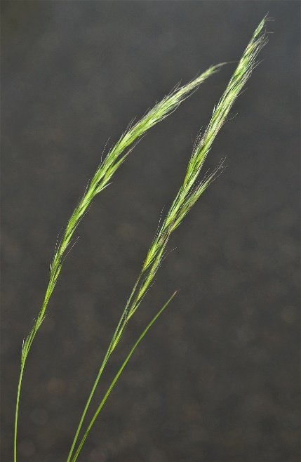 Inflorescence : panicule, courte (3 - 10 cm), bien dégagée des feuilles, peu penchée.