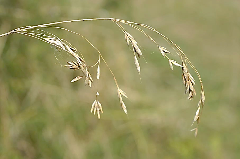 Inflorescence : panicule, en général très étalée, à rameaux inférieurs dépassant souvent 4 cm de long.