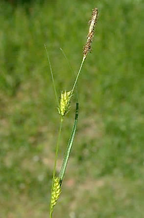 Inflorescence verte en épis très espacés: 1 - 3 épis mâles surmontant 2 - 4 épis femelles.