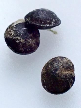 Fruits : akènes, de 1,5 - 2 mm, ornés d'une carène équatoriale saillante. © Jean PRIEUR