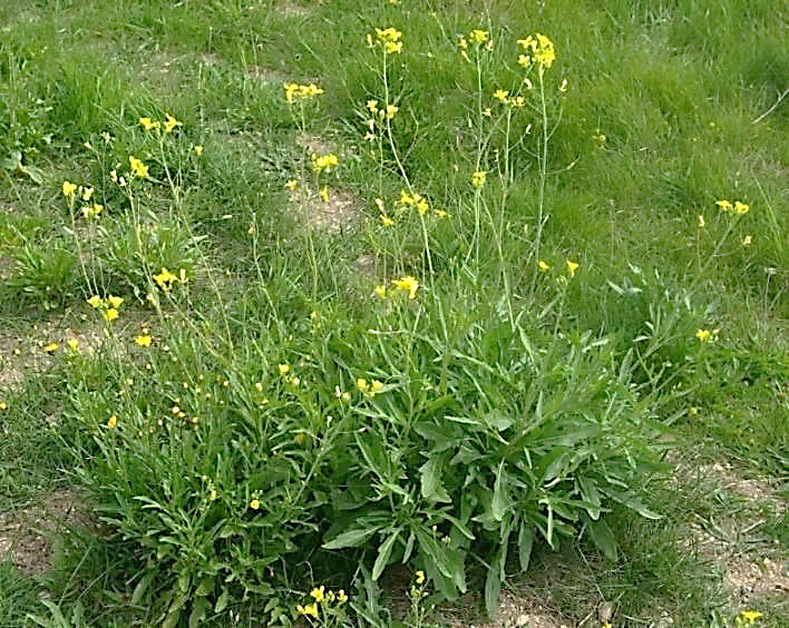 Diplotaxe à feuilles ténues